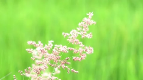 Close Up Pink Grass Called Rose Natal Grass Blowing by Wind Stock Footage 167156291