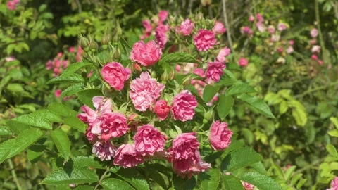 Close up of pink grootendorst rose blooming in garden Stock Footage 344551099