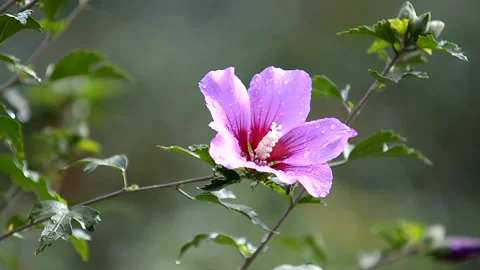 Close-up of a pink hibiscus flower. Beautiful flower park. Splashes of water Stock Footage 223034603
