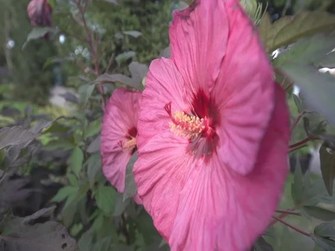 Close Up of Pink Hibiscus Flower Video stock 80164587