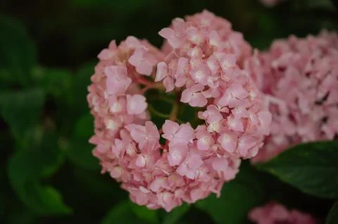 Close-up of pink hydrangea bloom in a lush green garden setting. Stock Photos