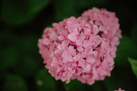 Close-up of pink hydrangea bloom in a lush green garden setting Stock Photos