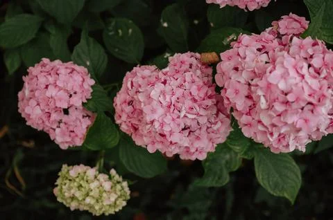 Close-up of pink hydrangea bloom in a lush green garden setting. Foto stock