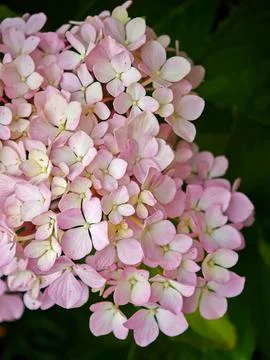 Close-up of a pink hydrangea flower in full bloom Stock Photos