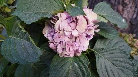 Close-up of a pink hydrangea flower in full bloom, large dark green leaves. Stock Photos