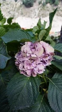Close-up of a pink hydrangea flower in full bloom, deep green leaves. Stock Photos