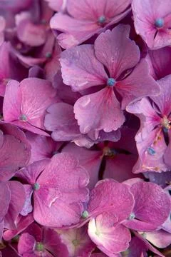 Close up of pink Hydrangea flower . Stock Photos
