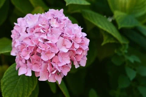 Close up of pink hydrangea flower Foto stock
