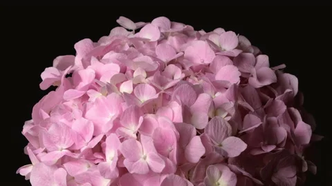 Close up pink Hydrangea flowers blooming. Stockbeeldmateriaal 203943404