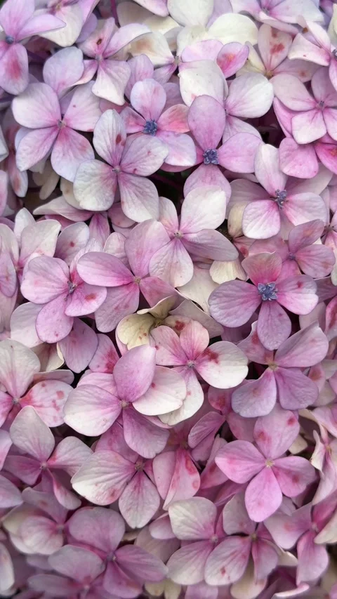 Close up of pink hydrangea flowers with delicate pastel petals Stock Footage 340164993