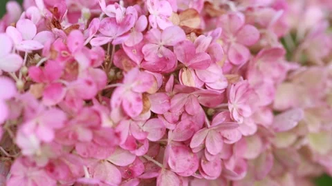 Close up of pink hydrangea Video stock 205277934
