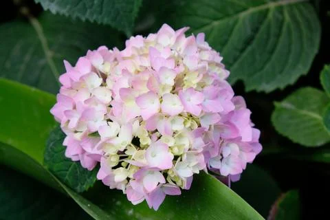Close-up Pink Hydrangea in the garden.  Hydrangea Flower during flowering Stock-Fotos