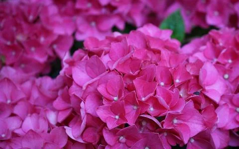 Close up of a pink hydrangea in a garden Stock Photos
