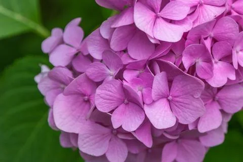 Close-up Pink Hydrangea in the garden. Stock Photos