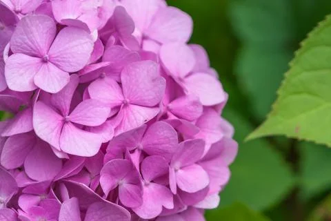 Close-up Pink Hydrangea in the garden. Stock Photos