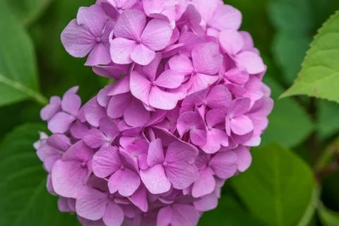 Close-up Pink Hydrangea in the garden. Stock Photos