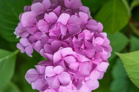 Close-up Pink Hydrangea in the garden. Stock Photos