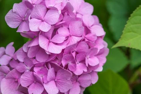 Close-up Pink Hydrangea in the garden. Foto stock