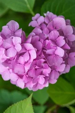 Close-up Pink Hydrangea in the garden. Foto stock