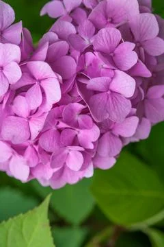 Close-up Pink Hydrangea in the garden. Stock Photos
