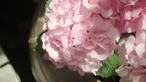 Close up of a pink hydrangea. Home garden. Stock Footage 133859196