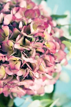 Close-up of pink hydrangea petals with soft vintage tones, creating a rich .. Stock Photos