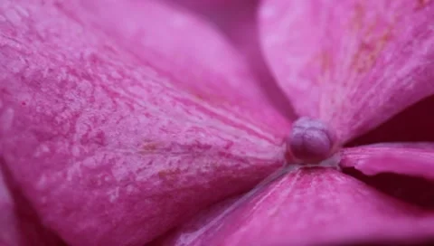 Close up of a pink hydrangea in the rain Stock Footage 8521353