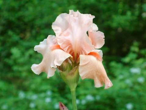 Close up of a pink iris flower Stock Photos