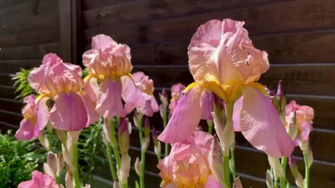 Close-up of pink iris flowers in the spring garden. Stock Footage 276192423