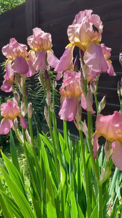 Close-up of pink iris flowers in the spring garden. Stock Footage 276707660