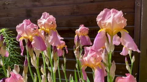 Close-up of pink iris flowers swaying in the wind in the garden. Stock Footage 276918942