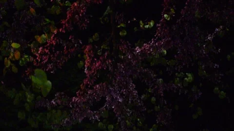 Close Up of Pink Judas Tree Blossoms Swaying at Night Stock-Footage 334321612
