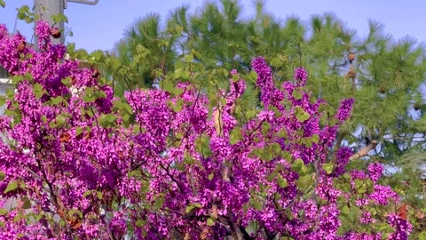 Close up pink Judas tree blossoms moving in wind in spring park in Istanbul Stock Footage 346484935