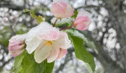 Close-up of pink large apple tree flowers Foto stock