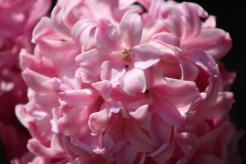 Close up of pink lilac Stock Photos