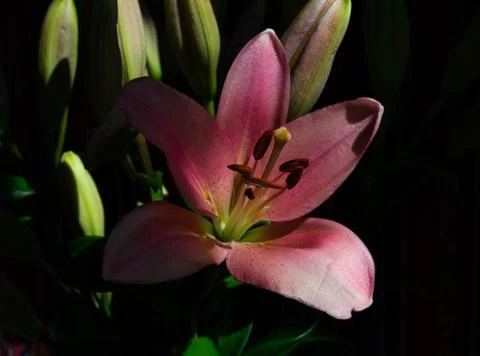 Close up of a pink lily in the shadow Stock Photos