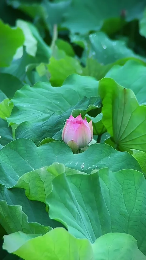 Close-up of a Pink Lotus Bud Adorned with Raindrops Among Green Leaves, China Stock Footage 338037300
