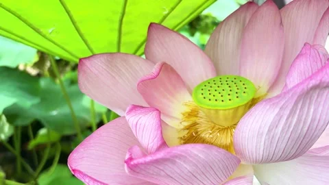 A close-up of a pink lotus flower Stock Footage 340957805