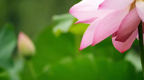 Close up of pink lotus:4k Stock Footage 52044142
