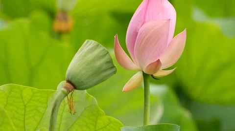 Close up of pink lotus:4k Stock Footage 52044236