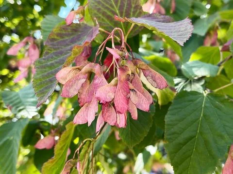 Close-up of pink maple tree samaras with green leaves Stock Photos
