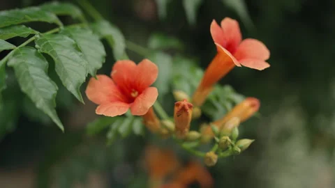 Close Up Of Pink Nerium Oleander Flower In The Garden Stock Footage 254479999