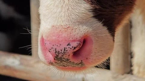 Close up pink nose of cow. Stock Footage 306759909