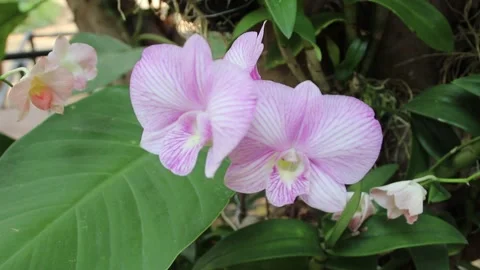 Close-up of a pink orchid in bloom Stock Footage 306657654