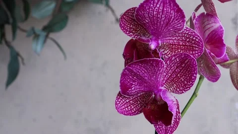 Close up of pink orchid in rain Stock Footage 132826660