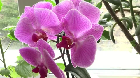 Close-up of Pink Orchid on a Window. 4k Ultra HD Stock Footage 48144014