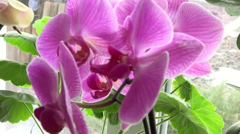 Close-up of Pink Orchid on a Window. 4k Ultra HD Stock Footage 48144050
