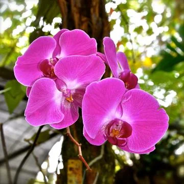 Close up of pink orchids Stock Photos