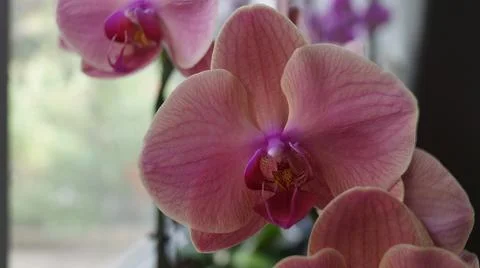Close-Up of Pink Orchids Stock Photos