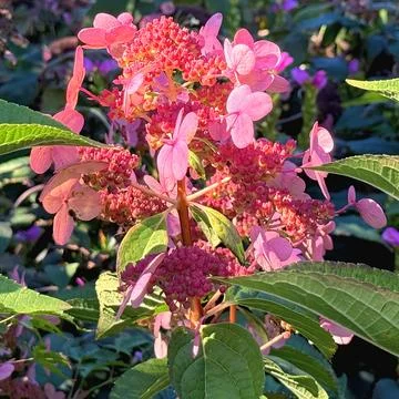 Close up of pink panicle hydrangea blossoms surrounded by green garden foliage Stock Photos